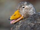 Falkland steamer duck, an endemic duck living on the coasts of the Falkland Islands. Art Print